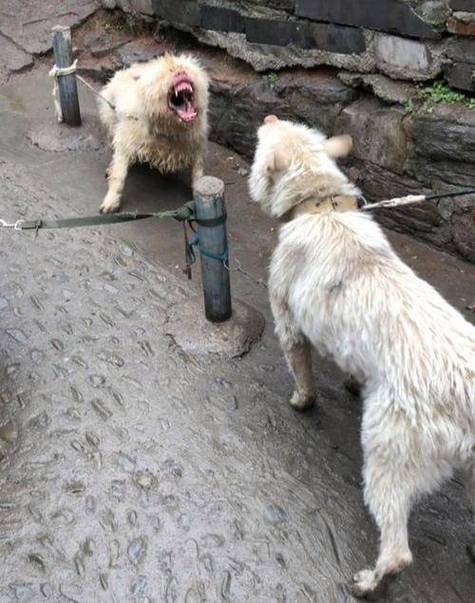 2025澳门特马今晚开奖号码是多少和中国下司犬外网爆火与中国下司犬介绍