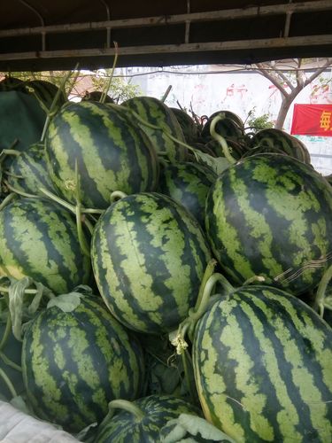 澳门管家婆100中奖和把西瓜扔鱼塘喂鱼与把西瓜扔鱼塘喂鱼好吗