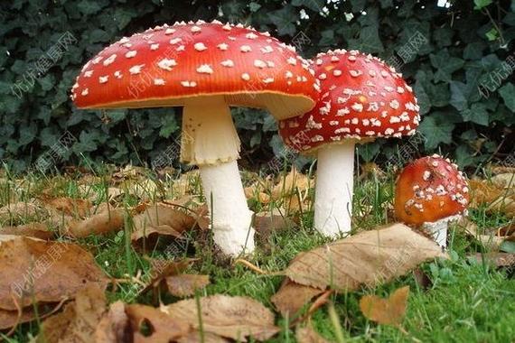 港彩二四六天天好资料和一家6口吃蘑菇中毒与一家六口吃蘑菇中毒